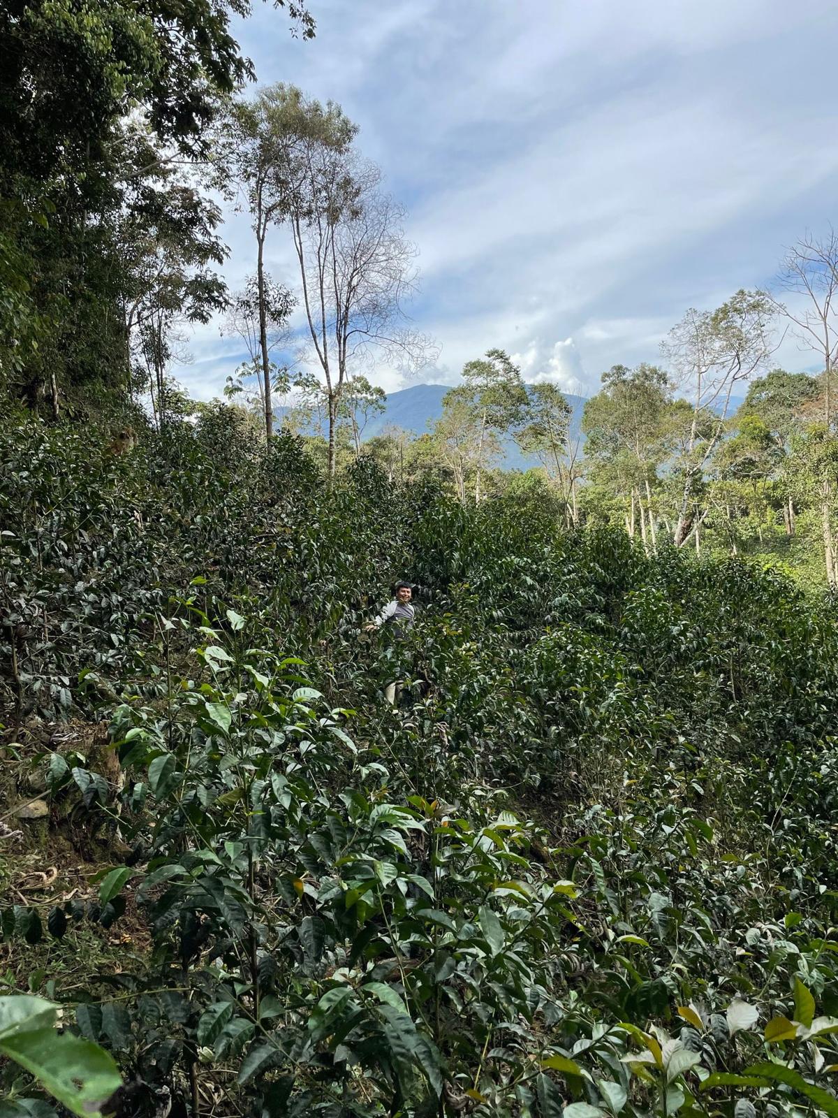 Slow Food® El Morito - Eskaro - Esser Kaffeerösterei und Handelsgesellschaft mbH