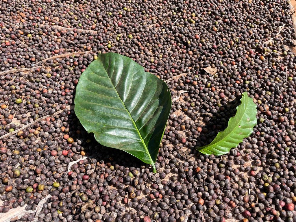Slow Food® Mount Elgon - Eskaro - Esser Kaffeerösterei und Handelsgesellschaft mbH