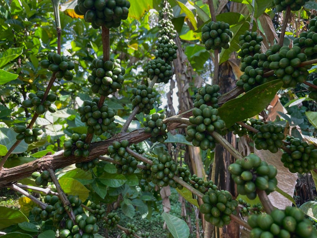 Slow Food® Mount Elgon - Eskaro - Esser Kaffeerösterei und Handelsgesellschaft mbH