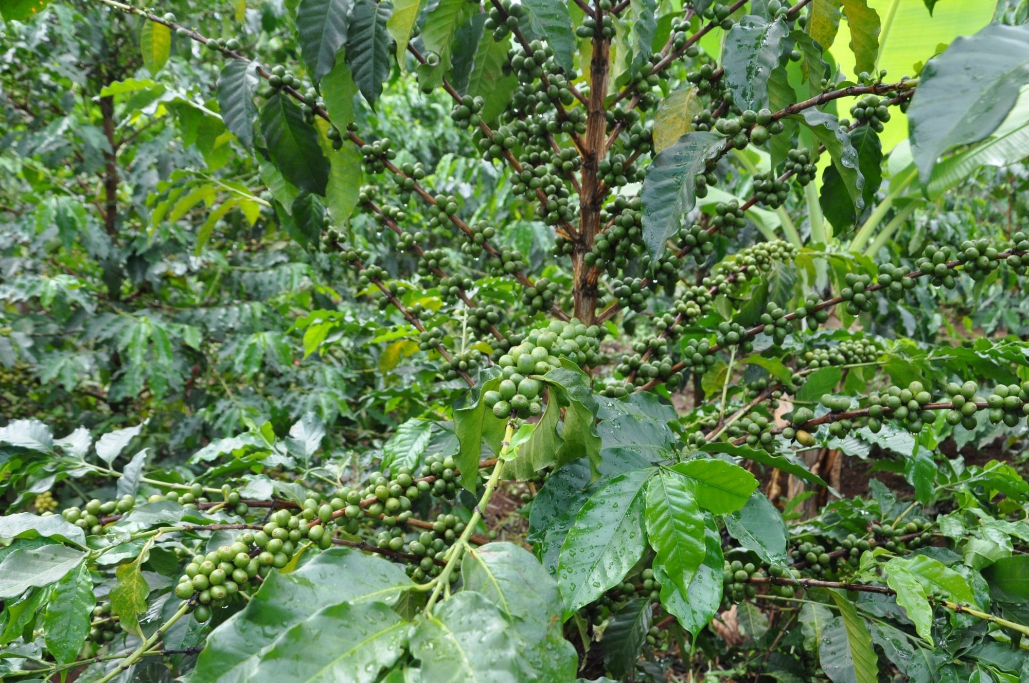 Slow Food® Mount Elgon - Eskaro - Esser Kaffeerösterei und Handelsgesellschaft mbH
