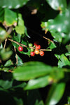 Eskaro Bio Amazonas - Eskaro - Esser Kaffeerösterei und Handelsgesellschaft mbH