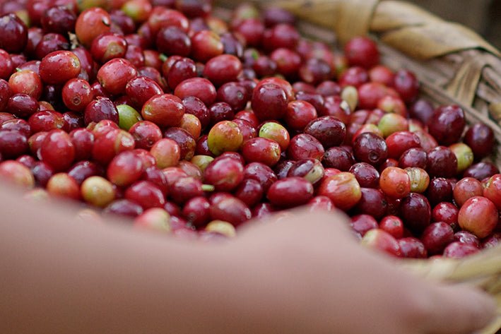 Basket filled with ripe coffee cherries.