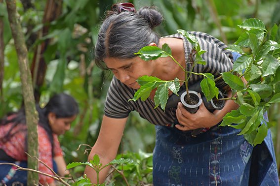 A woman tending to plants in a lush green environment.