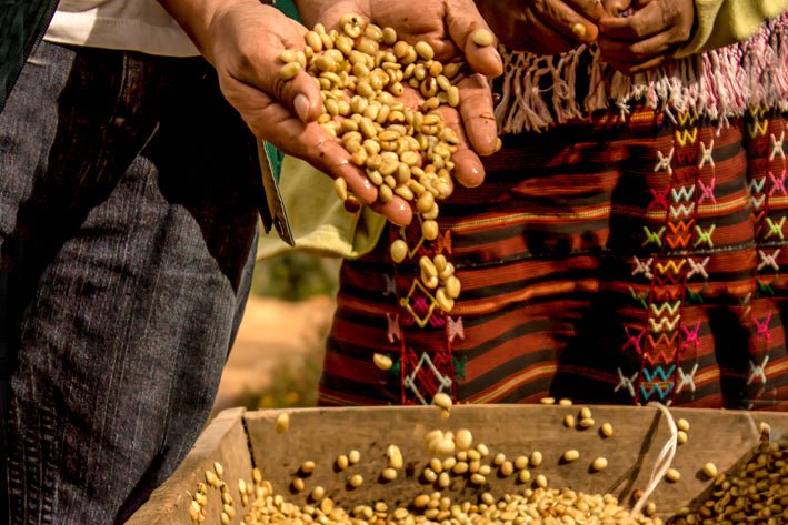 Hands holding and pouring coffee beans over a wooden box, with colorful traditional fabrics in the background.